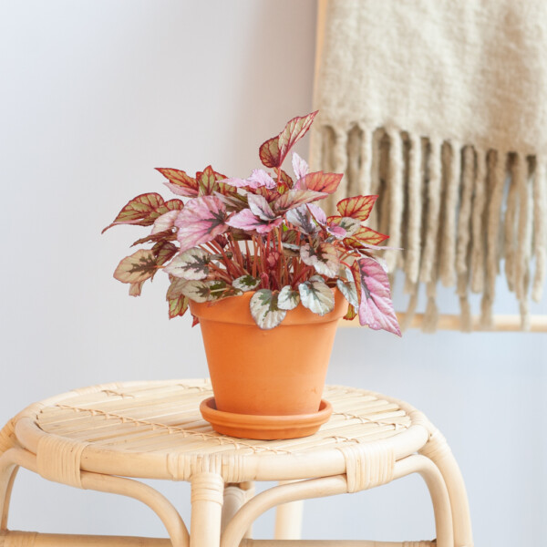 Begonia voeding Begonia voeding