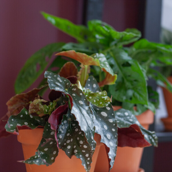 Begonia standplaats Begonia standplaats