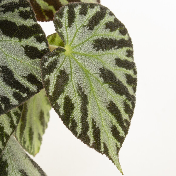 Begonia verpotten Begonia verpotten