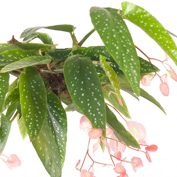 Begonia bloei Begonia bloei