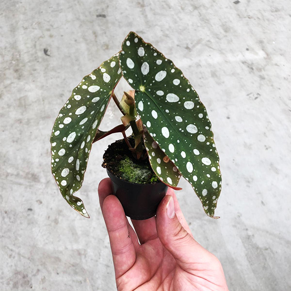 Begonia onderhoud Begonia onderhoud