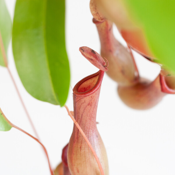 Bekerplant standplaats