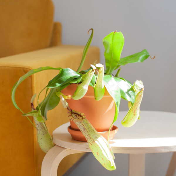Bekerplant verpotten