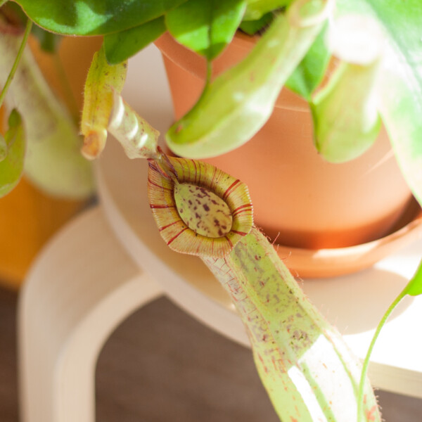 Bekerplant onderhoud