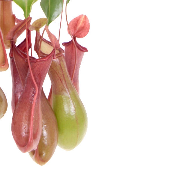 Bekerplant bloei