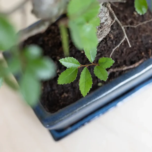 Bonsai bloei Bonsai bloei