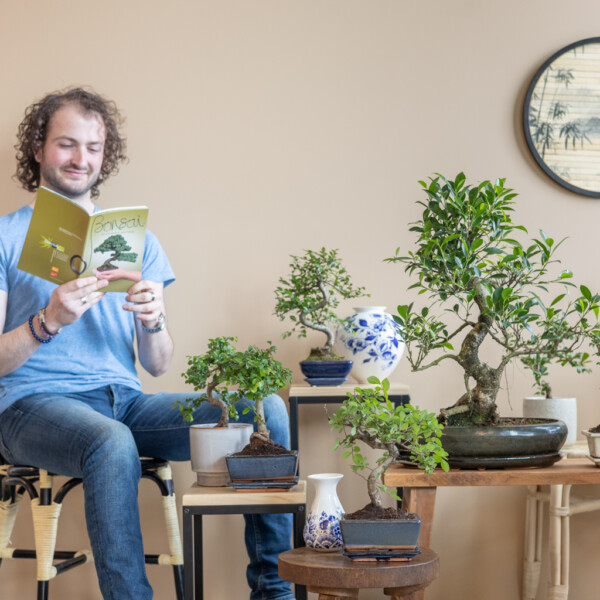Bonsai verpotten Bonsai verpotten