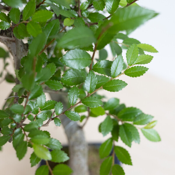 Bonsai standplaats Bonsai standplaats
