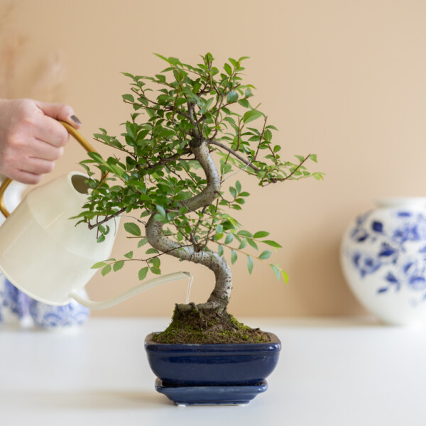 Bonsai water geven Bonsai water geven