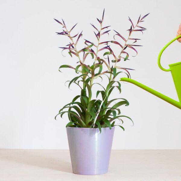 Bromelia water geven Bromelia water geven