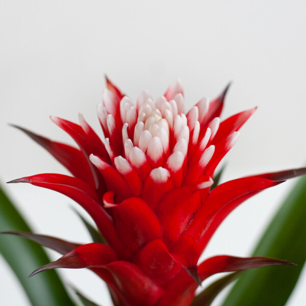 Bromelia onderhoud Bromelia onderhoud