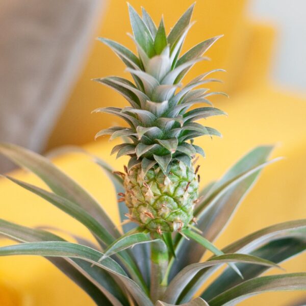 Bromelia standplaats Bromelia standplaats