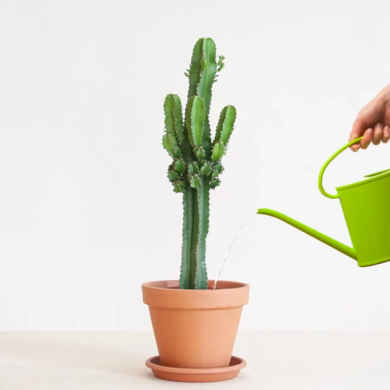 Cactus water geven Cactus water geven