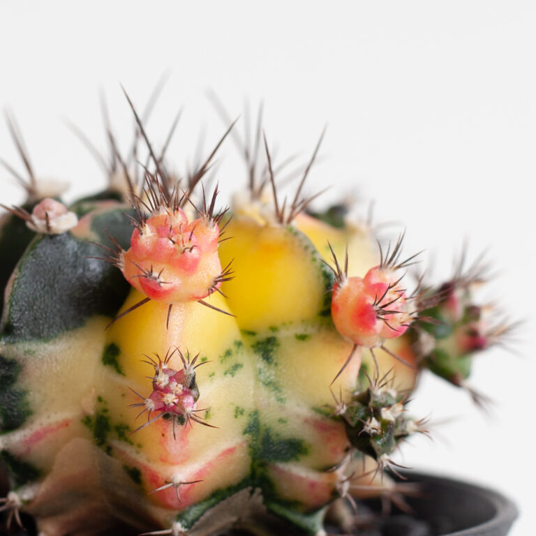 Cactus verpotten Cactus verpotten