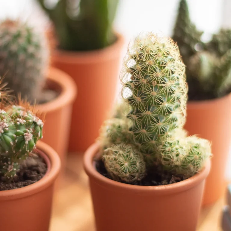 Cactus standplaats Cactus standplaats