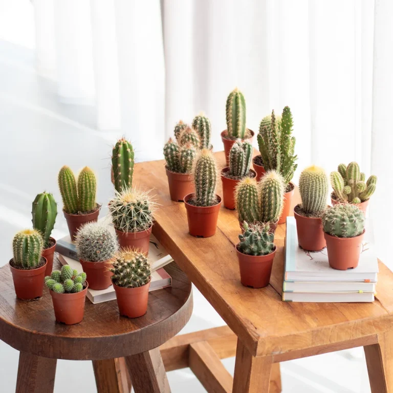 Cactus onderhoud Cactus onderhoud