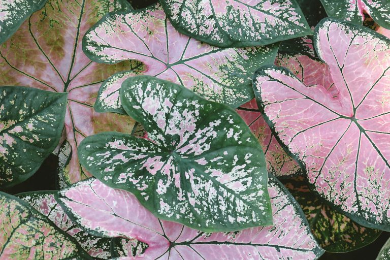 Caladium bloei Caladium bloei