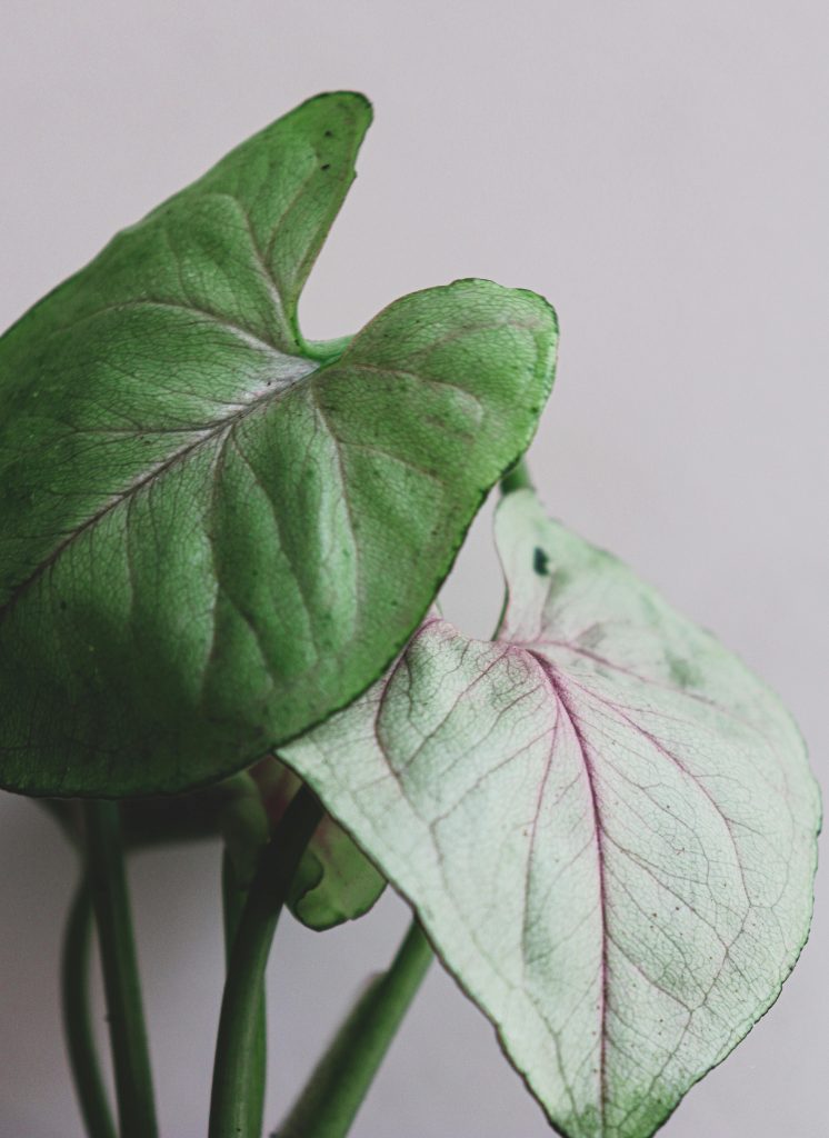 Caladium verpotten Caladium verpotten