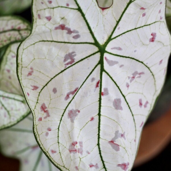 Caladium voeding geven Caladium voeding geven
