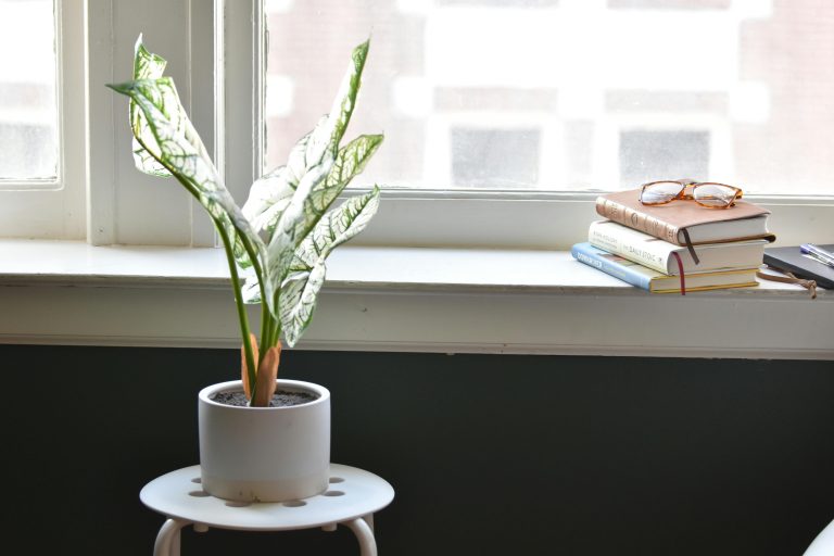 Caladium standplaats Caladium standplaats