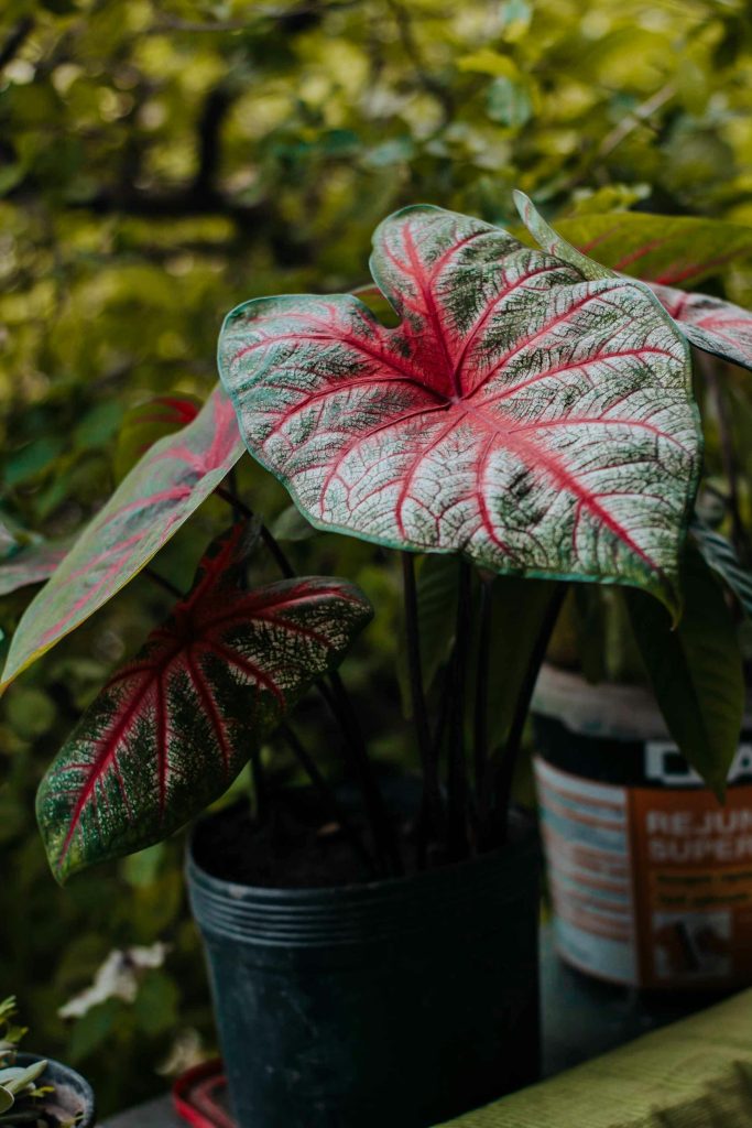 Caladium water geven Caladium water geven