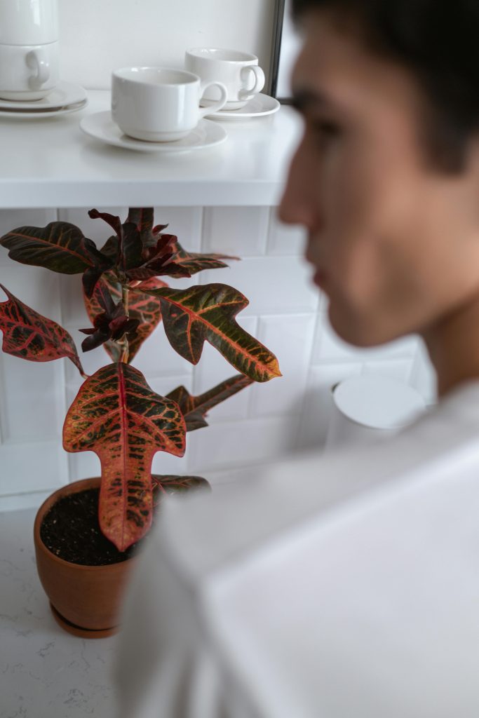 Caladium onderhoud Caladium onderhoud