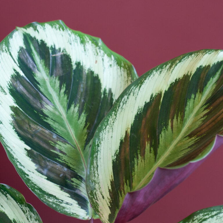 Calathea onderhoud Calathea onderhoud