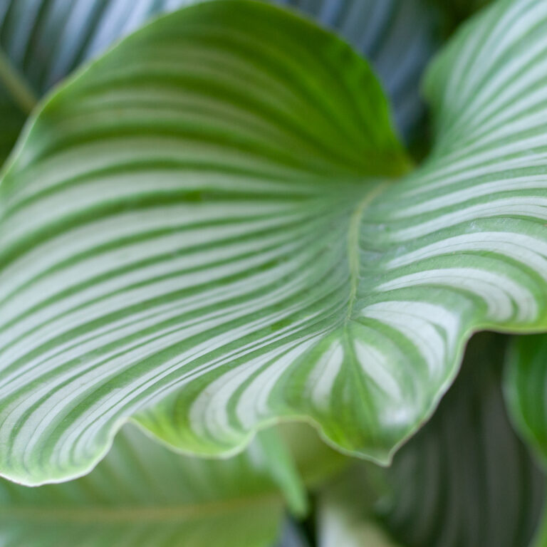 Calathea standplaats Calathea standplaats