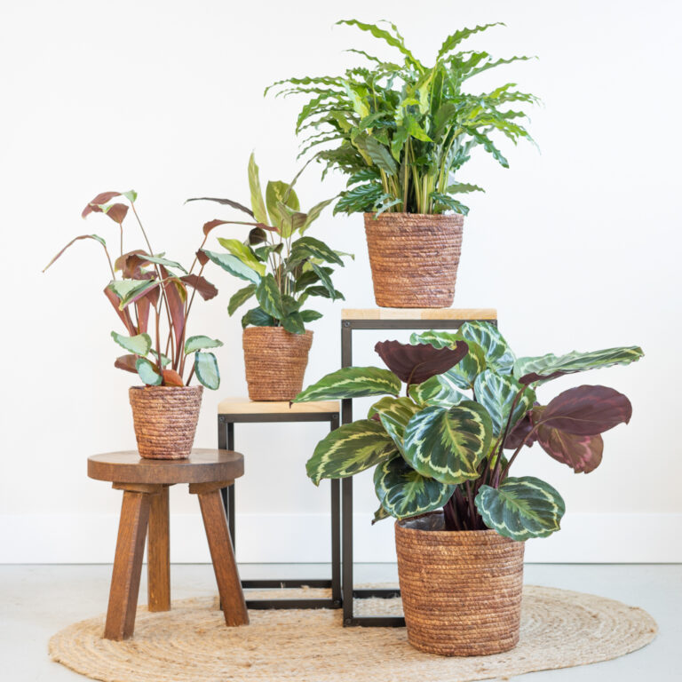 Calathea voeding geven Calathea voeding geven