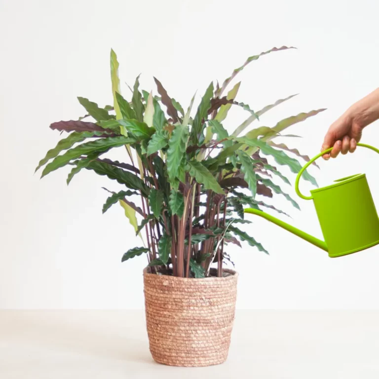 Calathea water geven Calathea water geven
