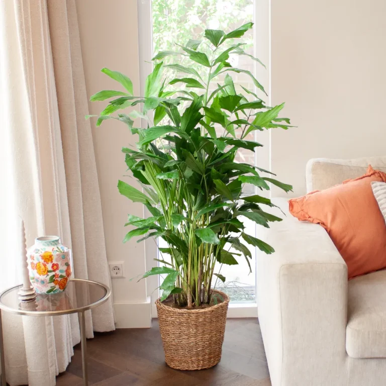 Caryota Mitis onderhoud Caryota Mitis onderhoud