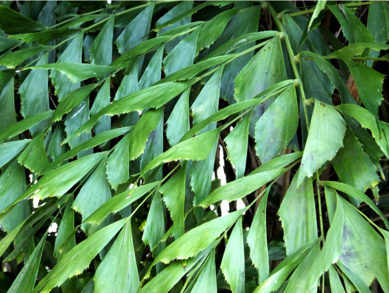 Caryota Mitis verpotten Caryota Mitis verpotten