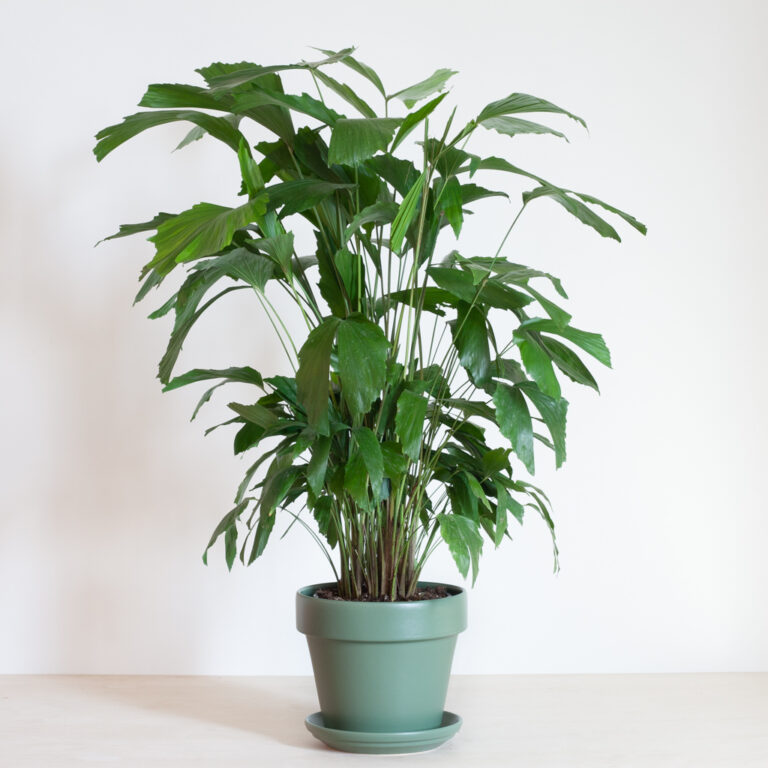 Caryota Mitis voeding Caryota Mitis voeding