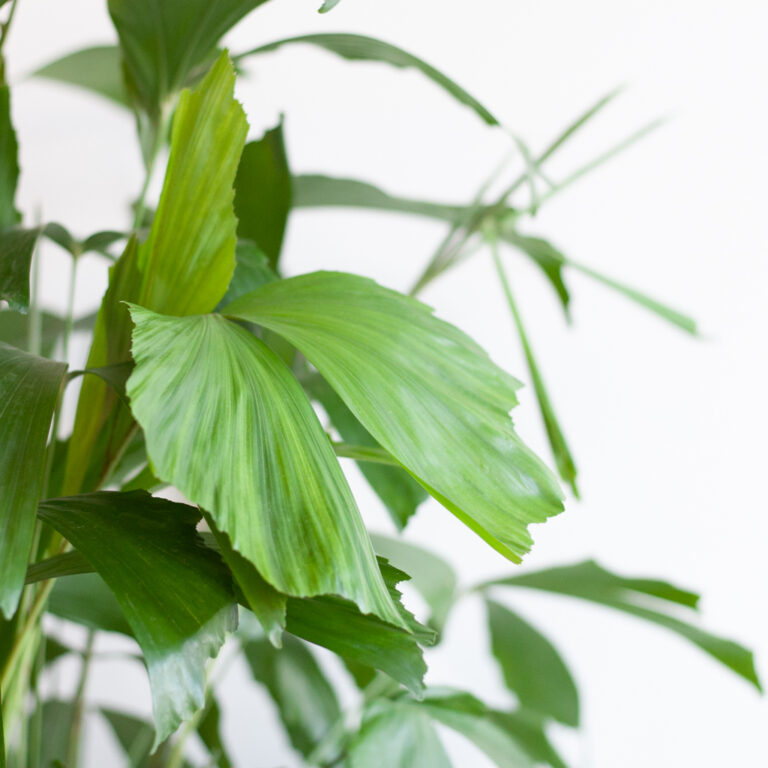 Caryota Mitis standplaats Caryota Mitis standplaats