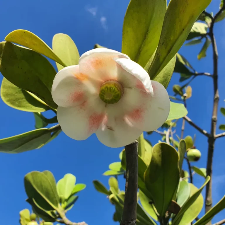 Clusia bloei Clusia bloei