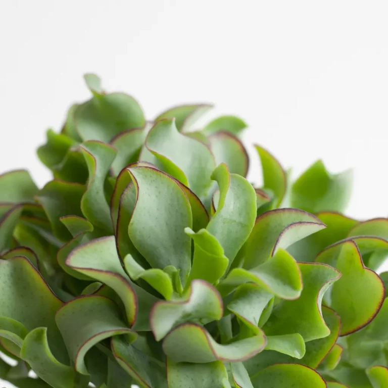 Crassula bloei Crassula bloei