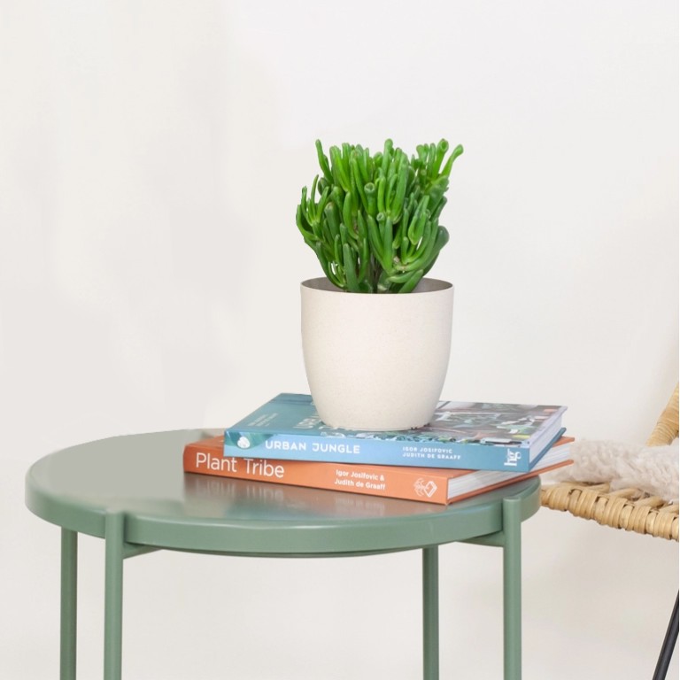 Crassula onderhoud Crassula onderhoud