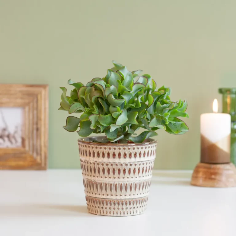 Crassula standplaats Crassula standplaats