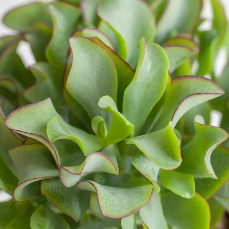 Crassula verpotten Crassula verpotten