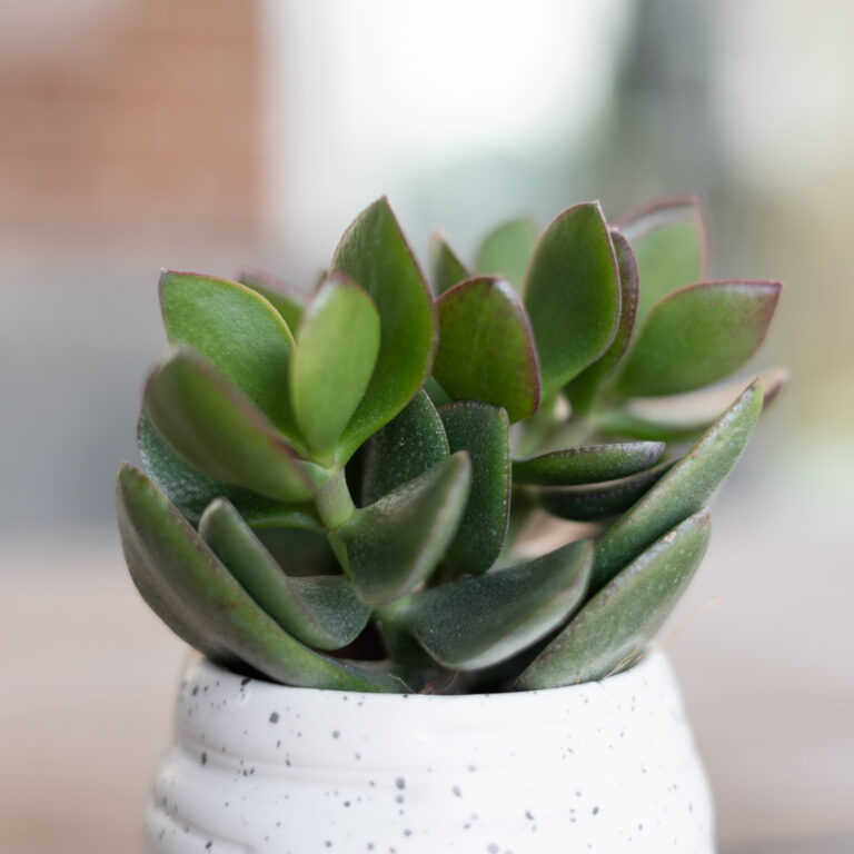 Crassula voeding Crassula voeding