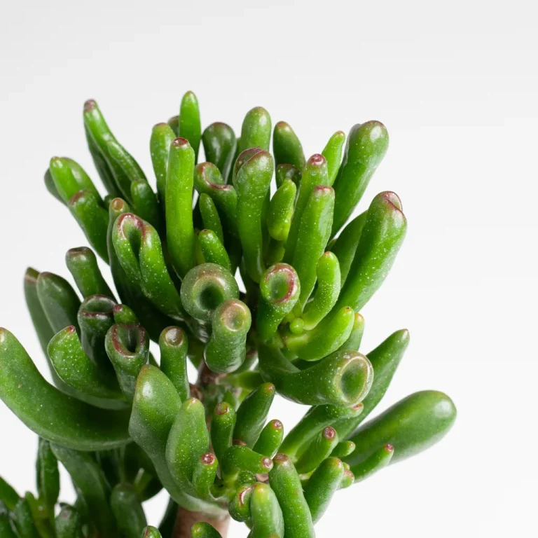 Crassula water geven Crassula water geven
