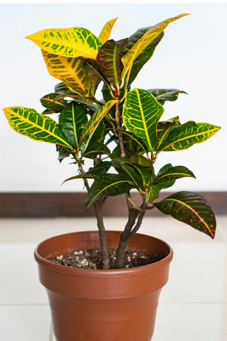 Croton bloei Croton bloei