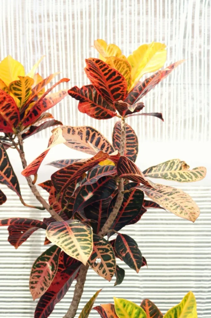 Croton onderhoud Croton onderhoud