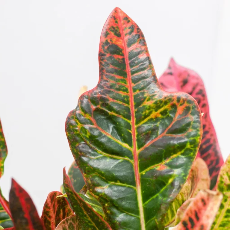 Croton standplaats Croton standplaats