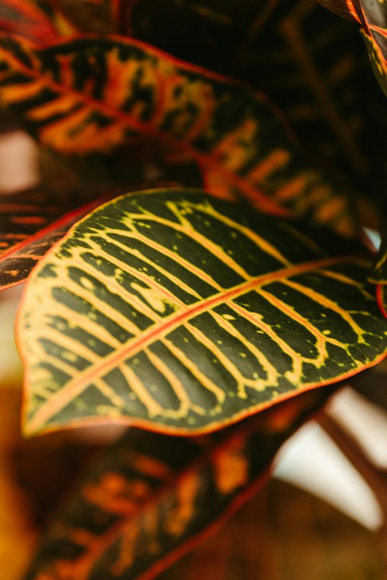 Croton voeding Croton voeding