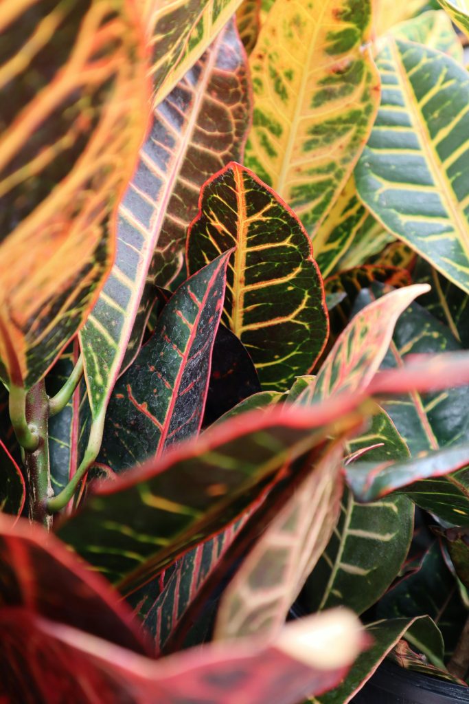 Croton water geven Croton water geven
