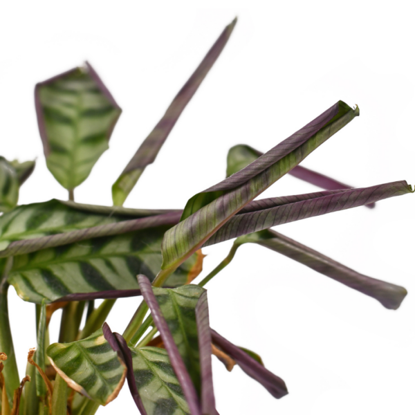 Ctenanthe voeding Ctenanthe voeding