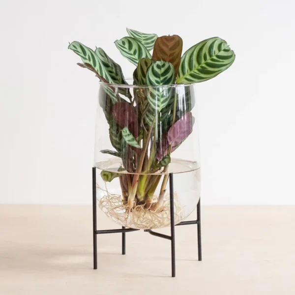 Ctenanthe onderhoud Ctenanthe onderhoud
