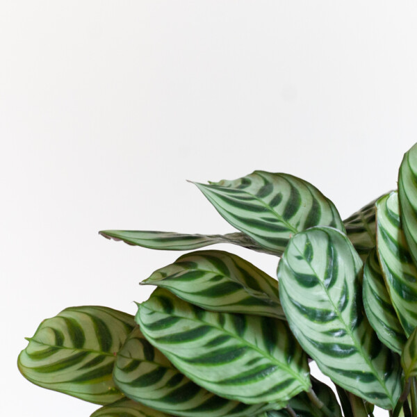Ctenanthe bloei Ctenanthe bloei