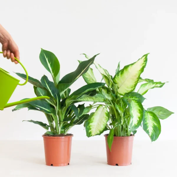 Dieffenbachia water geven Dieffenbachia water geven